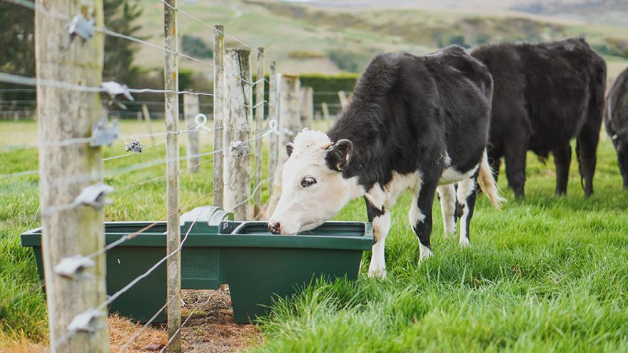 Choosing the right trough for your lifestyle block