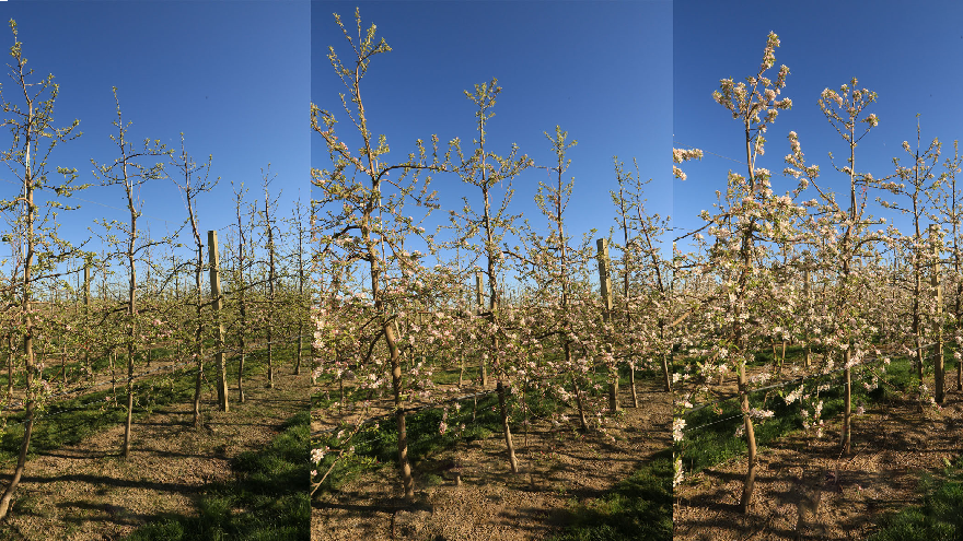 Effective bloom compaction in pipfruit