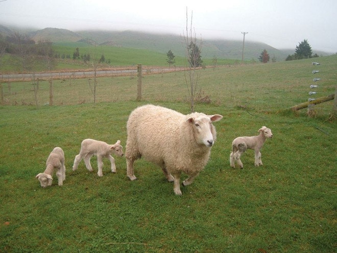 Feeding over mating for a bigger and earlier lamb crop