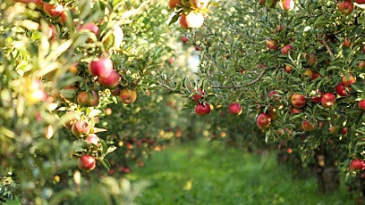 Fertigation offers ease and efficiency for apple and stonefruit growers