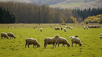 Feeding ewes through to lambing