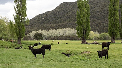 How to reduce pasture larval challenge 