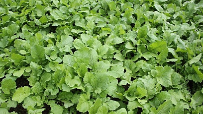 Herbicide programme for forage brassica crops