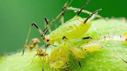 Preventing a spring flush of aphids