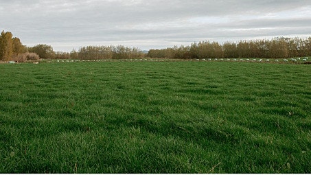Barley grass control in pastures