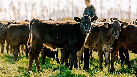 Top tips for calf weaning 