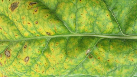 Controlling viruses in brassica and fodder beet crops