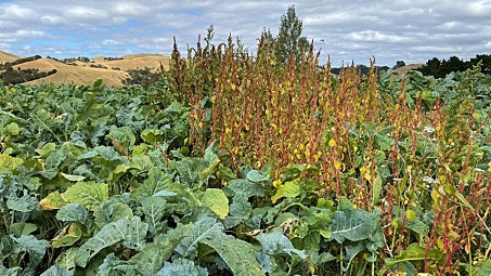 Controlling weeds in forage brassica crops 