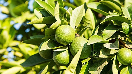 Citrus tree care: Common problems and their solutions 
