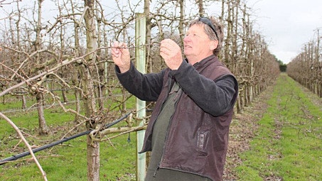 Potential solution for thinning apples and pears 