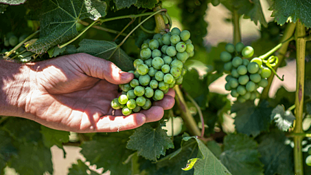 Drop in yield boosts grape quality for 2021 harvest