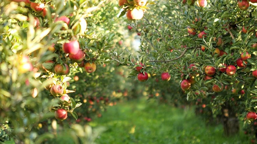 Apple orchard