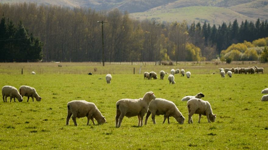 Optimally feeding ewes in late pregnancy through to lambing