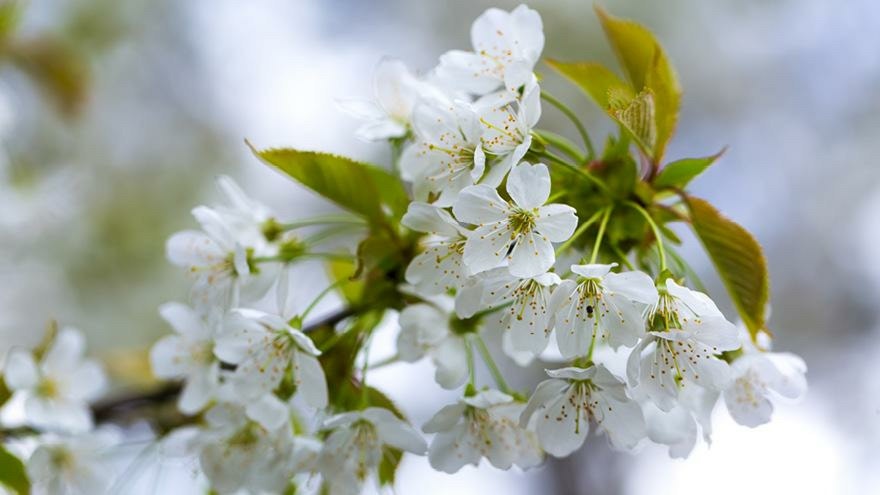 Cherry preparation