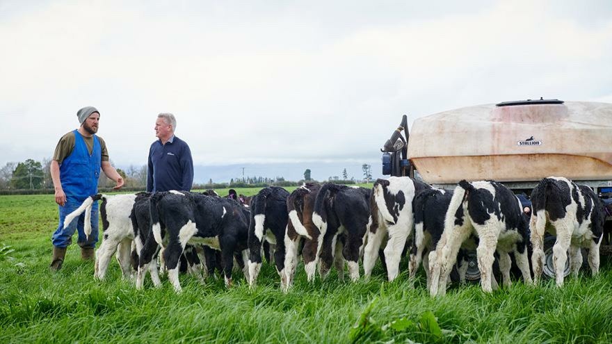 How good nutrition helps grow healthy calves