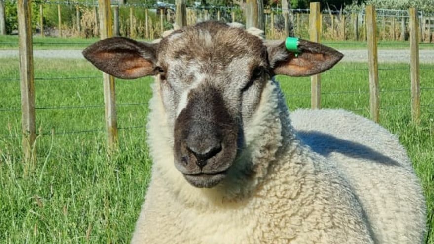 Flystrike protection for lambs following docking