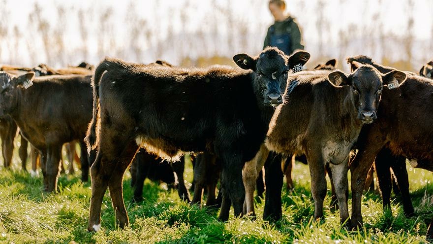 Top nutrition tips for calf weaning 