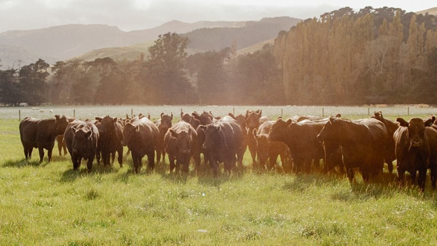 The importance of early weed control in pasture