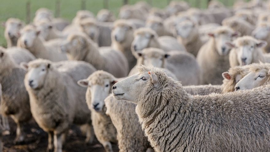 Helping prevent blowfly strike in sheep