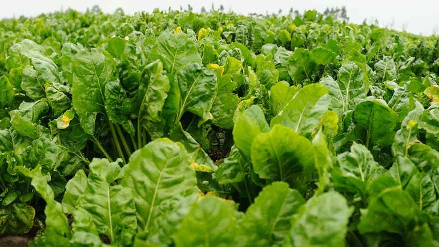 Beet foliar fungicide redefines winter feed management