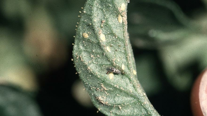 Tomato-Potato Psyllid (TPP) in potato crops