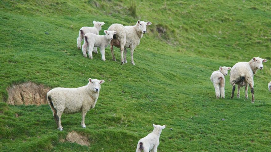 Treating worm burden in sheep