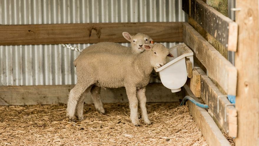 Why pH is important in animal housing