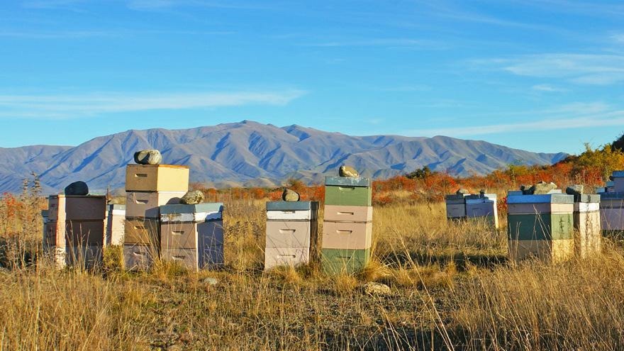 Beekeeping ahead of spring 