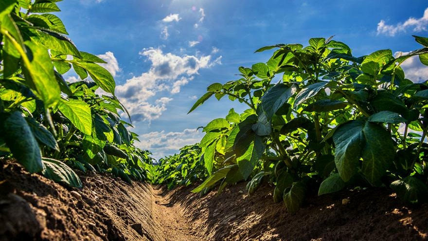 Weed control in potatoes Fruitfed Facts 2022