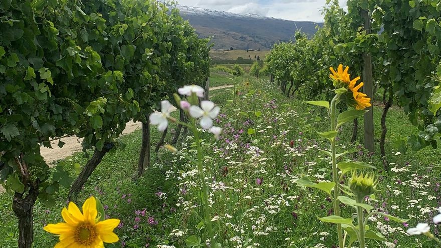 Cover crops encourage benefical insects at Chard vineyard