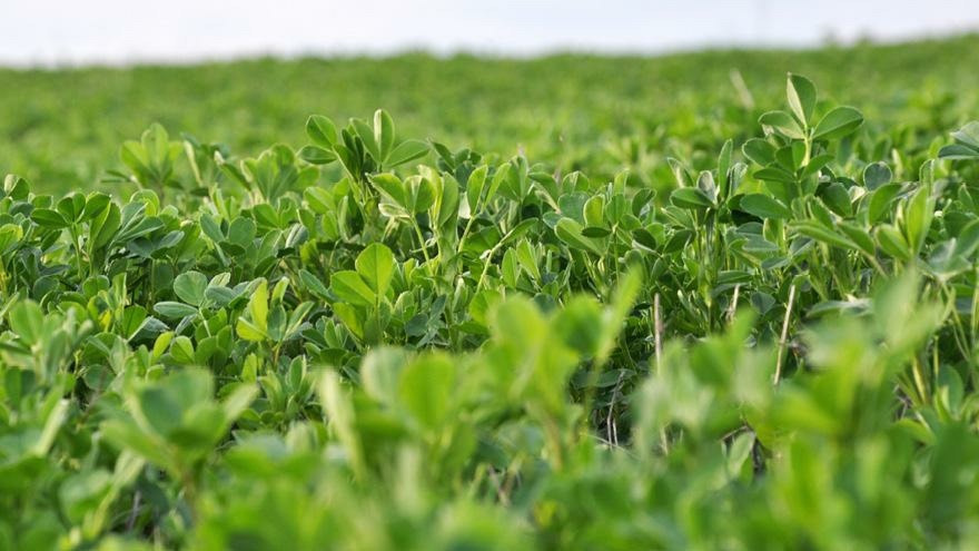 Sulphur's role in growing lucerne