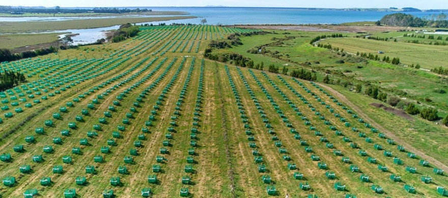 Katikati orchardist expands organic business