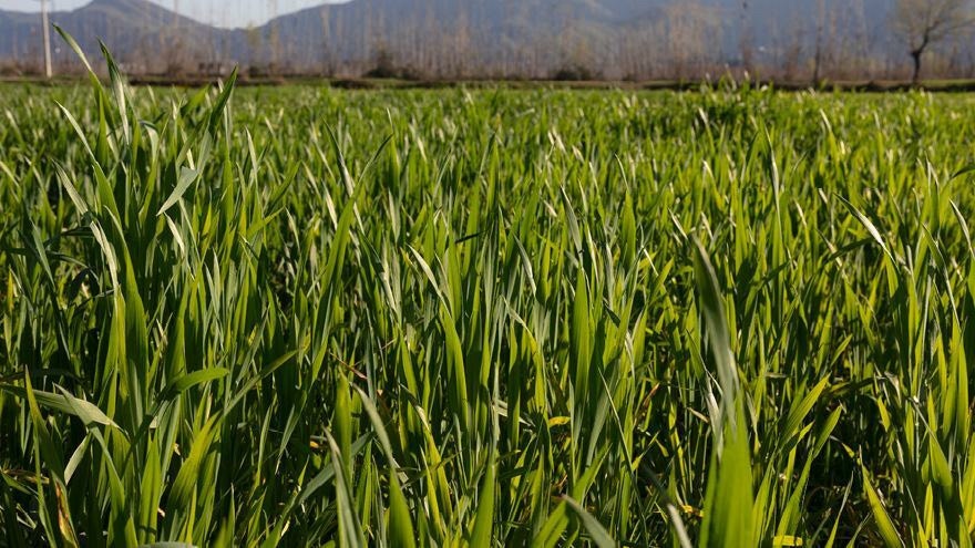 Early weed control in autumn sown cereals