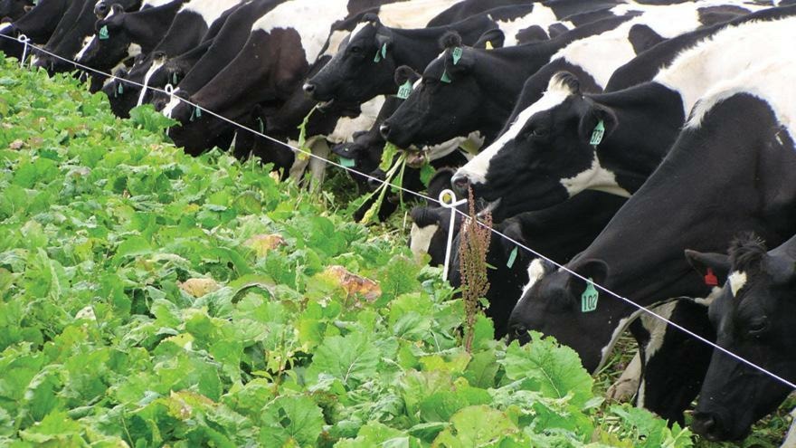 Feed testing forages and yielding crops to help with budgeting