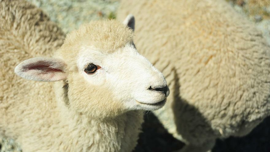 Choosing an effective drench for lambs this summer