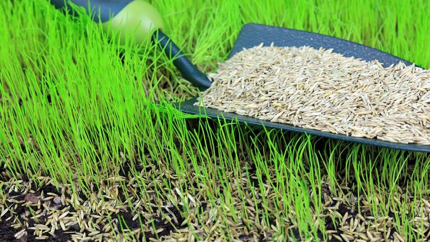 Steps to sowing a new lawn