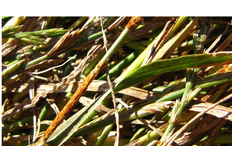 New option to control rust in ryegrass seed crops