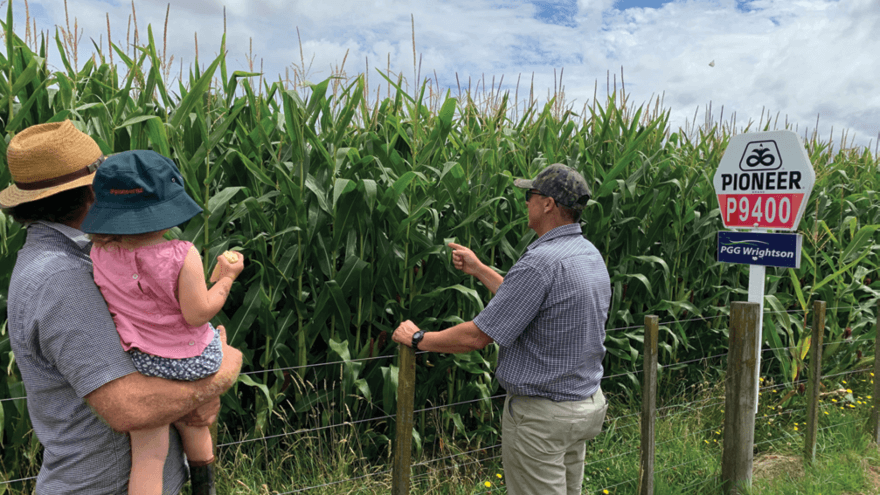 Maize silage: A reliable and nutritious feed