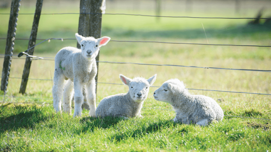 Caring for newborn lambs