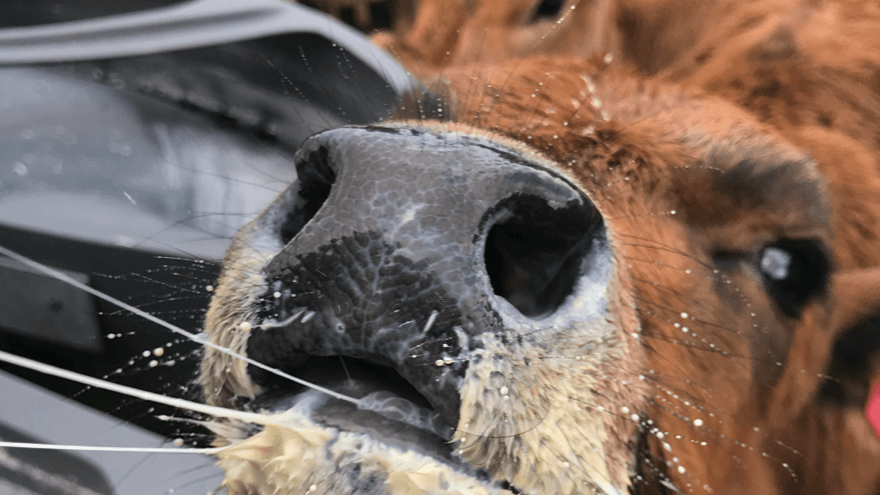 Calf rearing: Getting the basics right