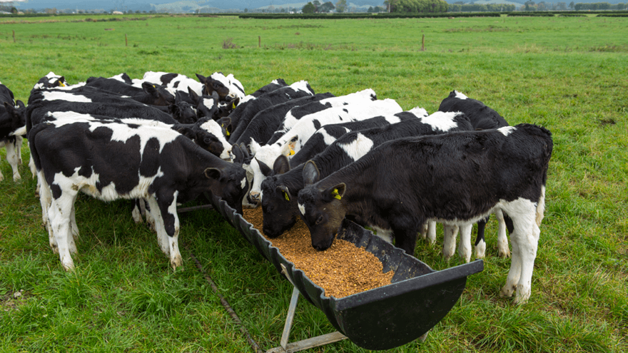 Energy and protein requirements for calves 