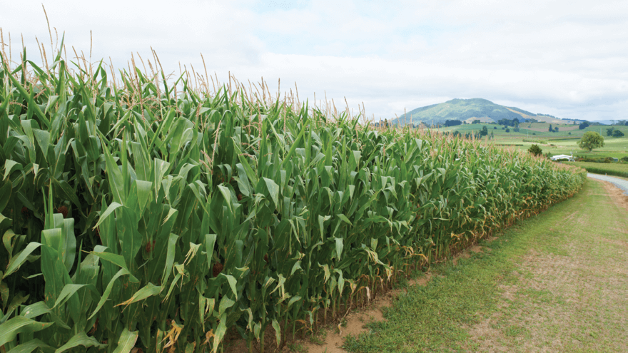 The effects of soil fertility on growing maize