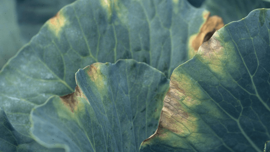 Controlling bacterial diseases in leafy green vegetables
