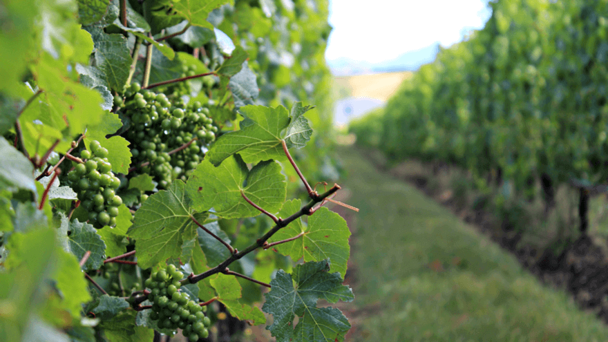 Biopesticide controls mealybugs in grapes