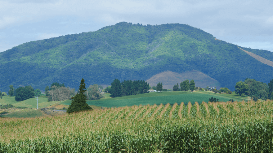 Don’t let disease rob your maize crop of yield and quality