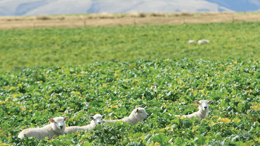 Optimising young lamb growth rates