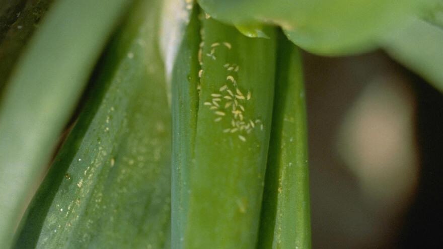 Controlling onion thrips
