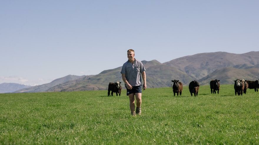 Quarantine drench paying dividends for Alpine Pastures Tarras