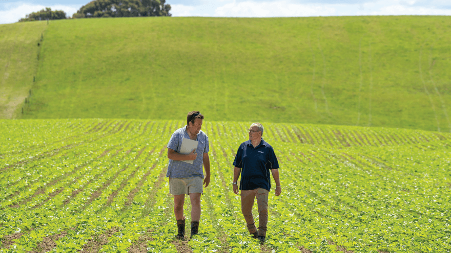 Wyndham dairy farms see improved yields from agronomy support