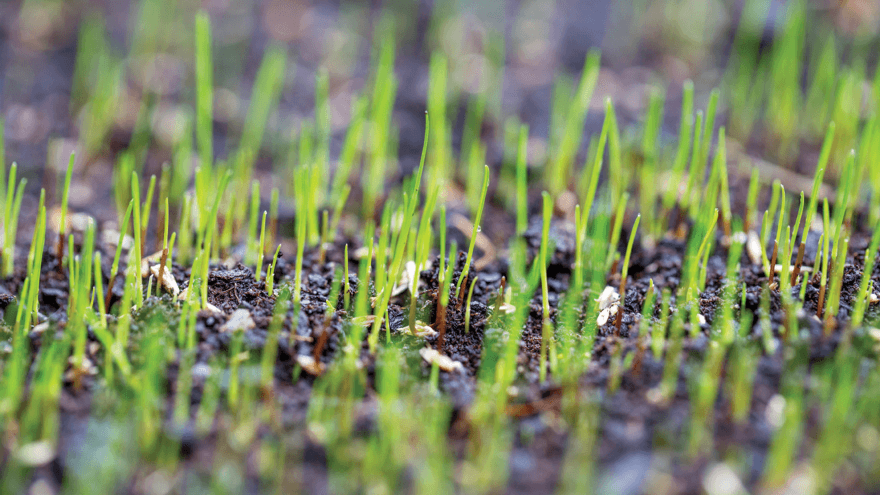 Grass grub in new pasture needs to be controlled